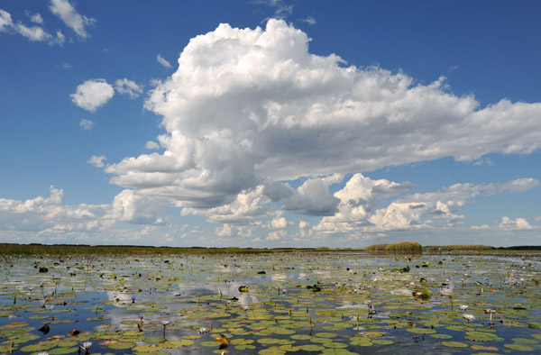 Bangweulu Swamps, Zambi