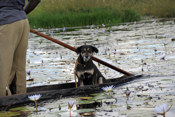 Swamp Dog (Sandy?) riding on the back of a mokoro