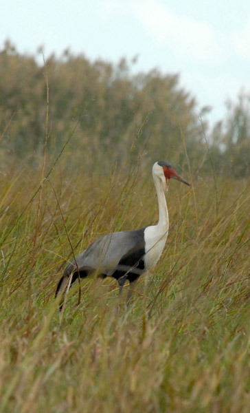 Wattled Crane (Bugeranus carunculatus), Bangweulu Swamps