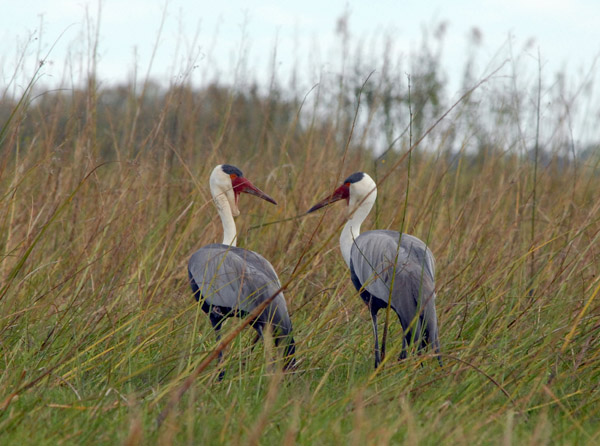 Wattled Cranes (Bugeranus carunculatus), Bangweulu Swamps