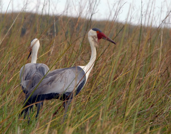 Wattled Cranes (Bugeranus carunculatus), Bangweulu Swamps