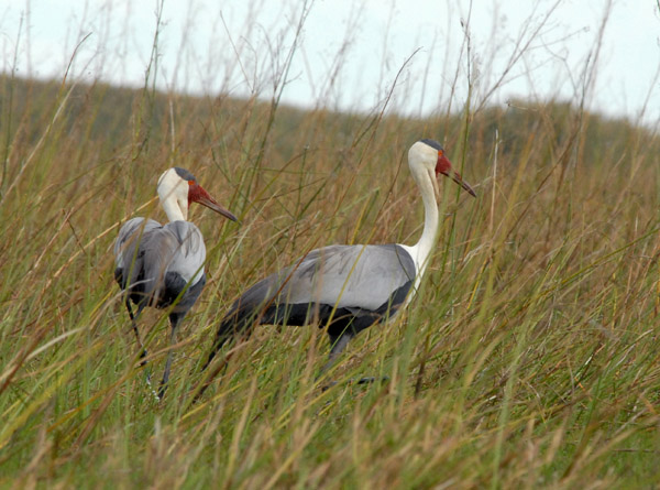 Wattled Cranes (Bugeranus carunculatus), Bangweulu Swamps