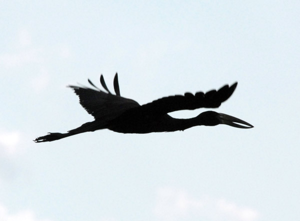 Open-billed stork (Anastomus lamelligerus) in flight over the Bangweulu Swamps