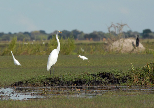 Great White Egret on the edge of the Bangweulu Swamps