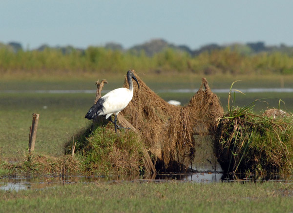 Sacred Ibis (Threskiornis aethiopicus) on the edge of the Bangweulu Swamps