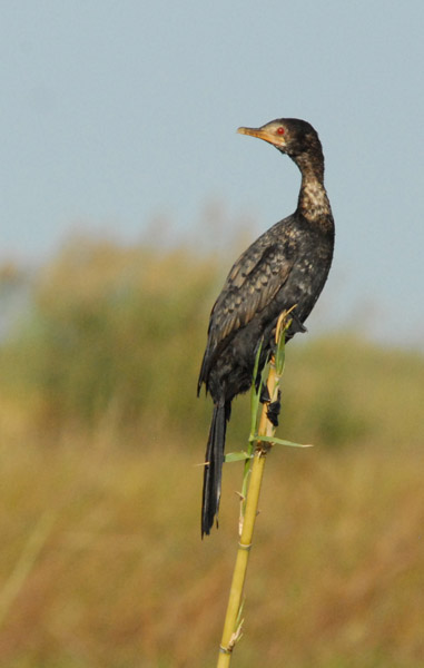 Reed Cormorant (Phalacrocorax africanus), Bangweulu Swamps