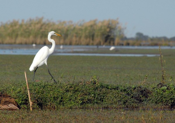 Great White Egret on the edge of the Bangweulu Swamps