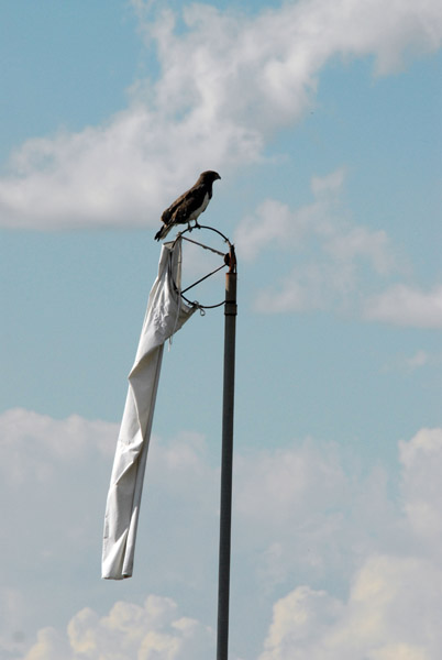 Martial Eagle (Polemaetus bellicosus) perched on the windsock of Chimbwi Airstrip