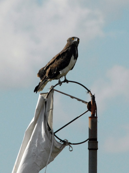 Martial Eagle (Polemaetus bellicosus) perched on the windsock of Chimbwi Airstrip