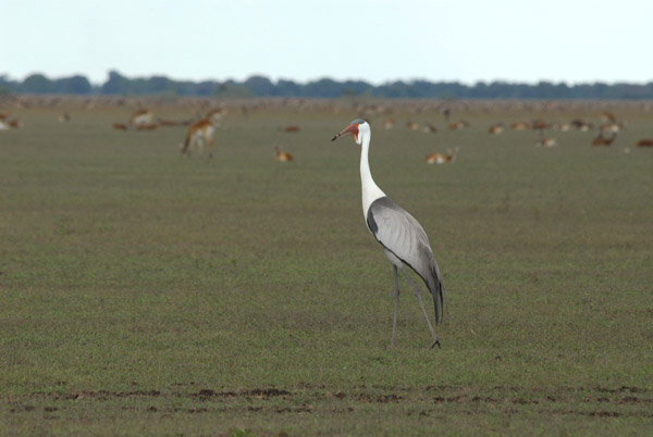Wattled Crane (Bugeranus carunculatus), Bangweulu Flats