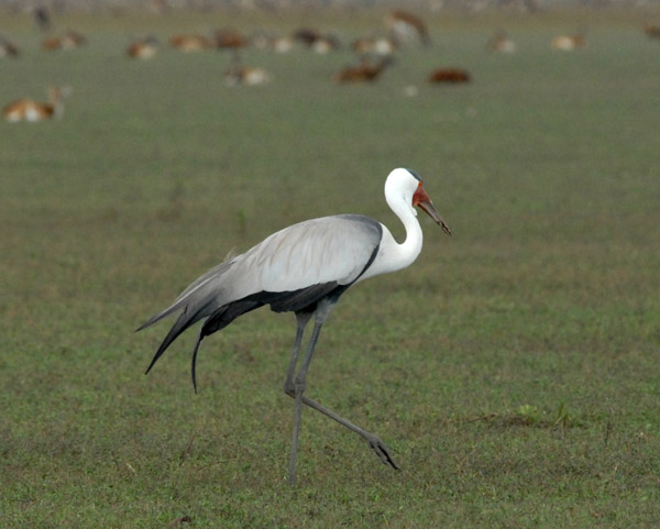 Wattled crane with a herd of black lechwe