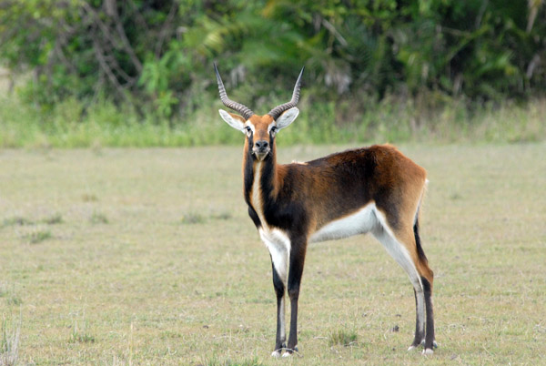 Black Lechwe (Kobus leche smithemani)