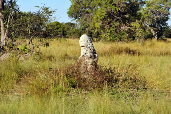 Termite mound, Bangweulu Flats