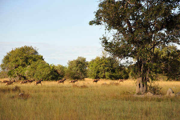 Herd of Common Tsessebe (Damaliscus lunatus) in the distance