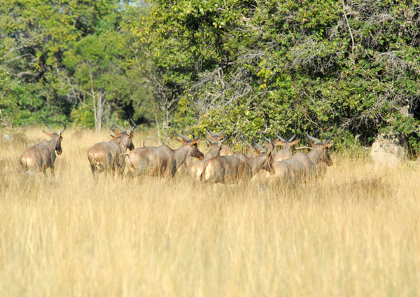 The Tessebe were difficult to approach - maybe because the driver says they taste better than the lechwe...
