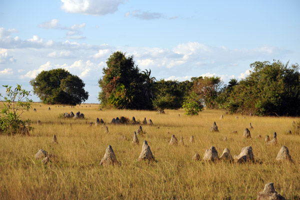 Termite mounds, Bangweulu Flats