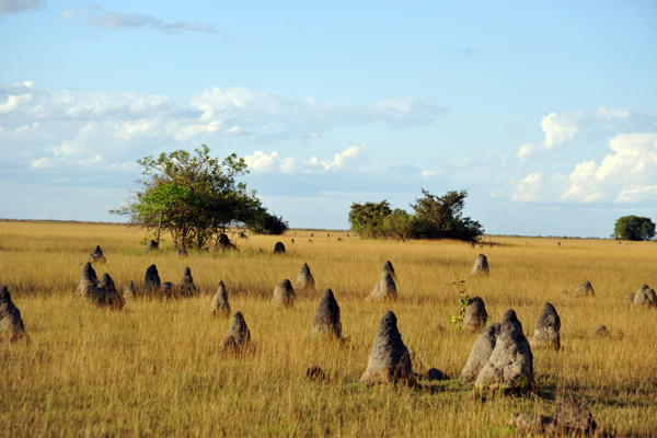 Termite mounds, Bangweulu Flats