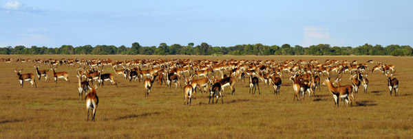 Back among the vast herds of Black Lechwe that populate the Bangweulu Flats