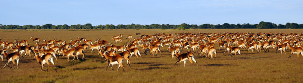 Herds of Black Lechwe numbering in the hundreds