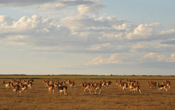 Black Lechwe (Kobus leche smithemani), Bangweulu Flats