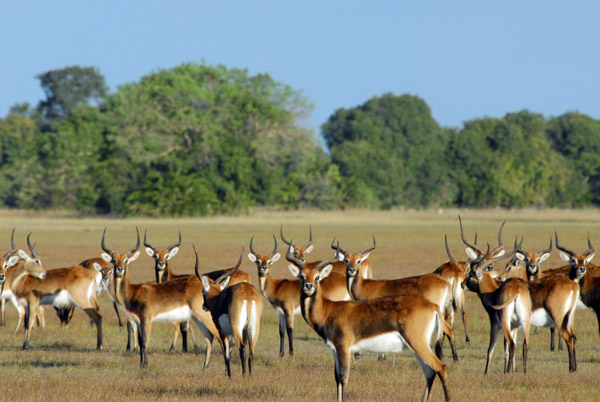 Black Lechwe (Kobus leche smithemani), Bangweulu Flats