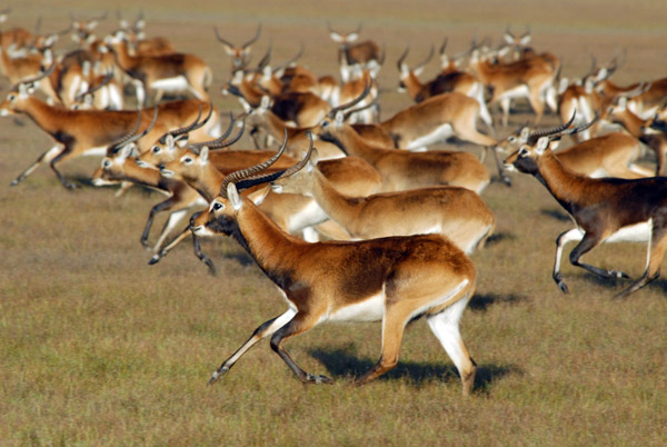 Herd of Black Lechwe running, Bangweulu Flats