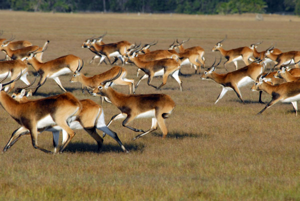 Herd of Black Lechwe running, Bangweulu Flats