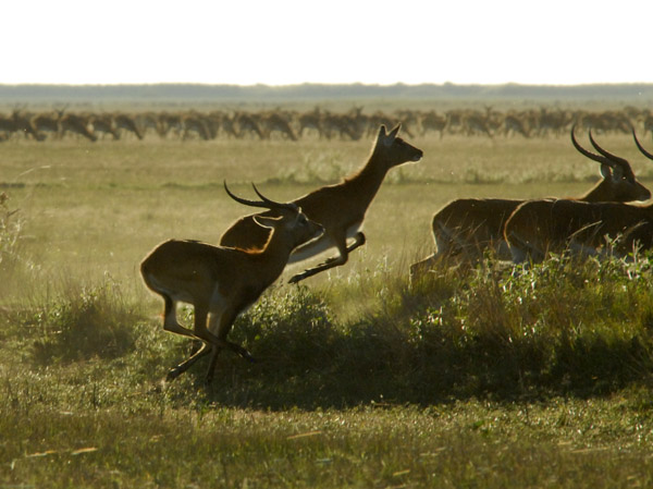 Black Lechwe easily leaping over an embankment