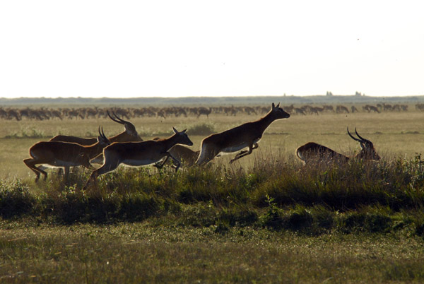 Black Lechwe jumping with the main herd in the distance