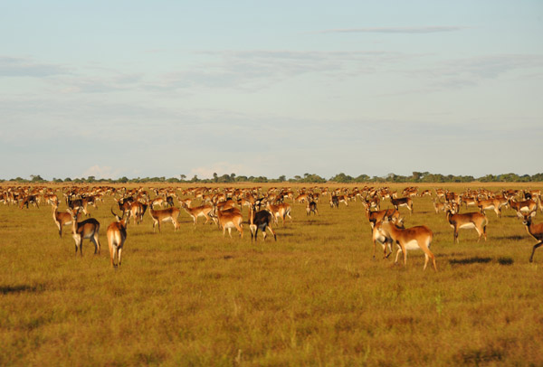 Black Lechwe herds covering the Bangweulu Flats