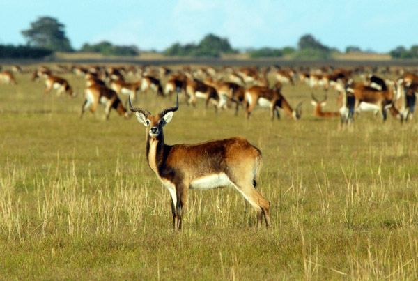 Black Lechwe (Kobus leche smithemani), Bangweulu Flats