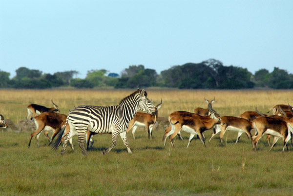 Zebra mixing with the herd of Black Lechwe, Bangweulu Flats