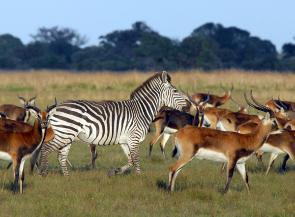 We were later told that the zebra originally came from Mansha River Conservancy
