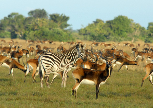 Zebra vastly outnumbered by Black Lechwe, Bangweulu Flats