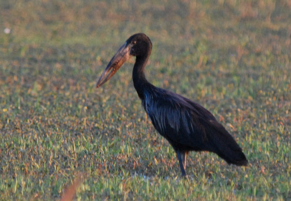 Open Billed Stork, Bangweulu Flats