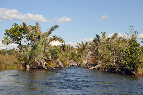 Mark warned us to stay out of the overhanging palm branches