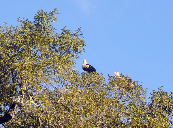 African Fish Eagles high above the river