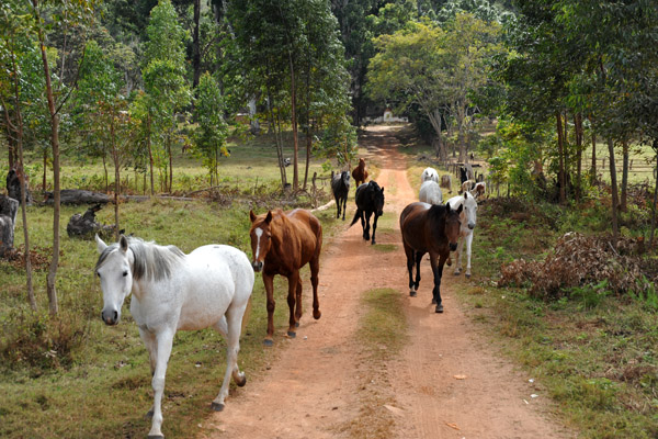Horses, Shiwa Ng'andu