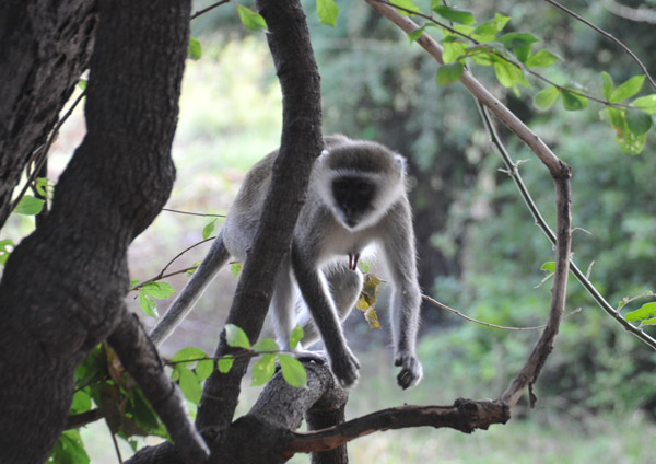 Vervet Monkey, Wildlife Camp