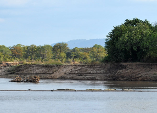 Wildlife Camp is on the Luangwa River opposite South Luangwa National Park