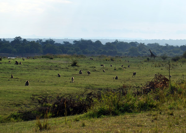 Baboons and a giraffe near Wildlife Camp (my 400mm lens broke on the ramp at Mfuwe Airport today)