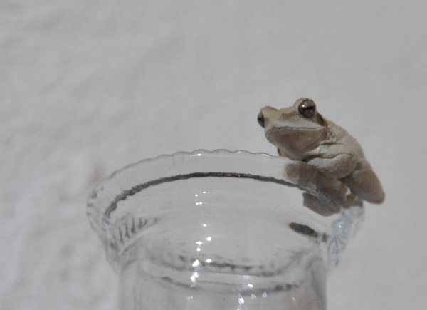 Little frog in the chalet