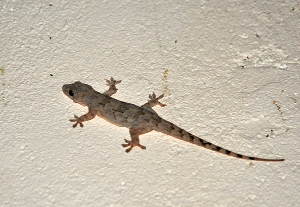 A small lizard stuck to the wall of the Chalet