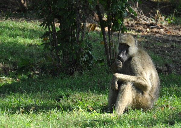 Baboon, Wildlife Camp