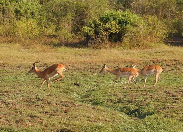 Impala near Wildlife Camp