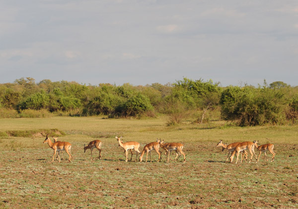 Impala near Wildlife Camp