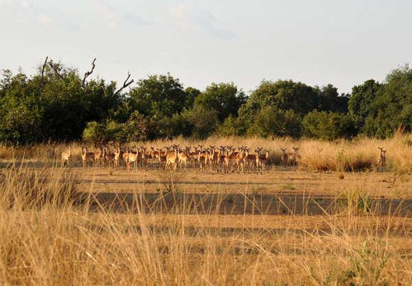 A herd of impala wary of our approach