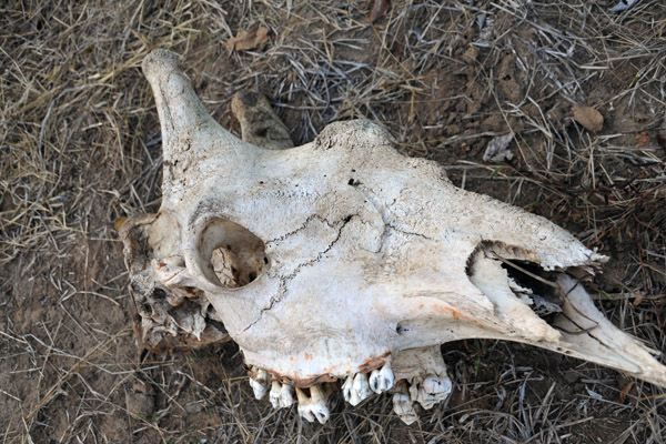 Giraffe skull