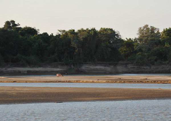 Hippo on a sandbar in the Luangwa River