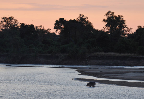 Hippo in the Luwanwa River